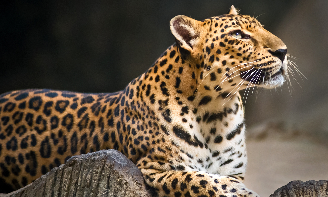 Tierpark Nadermann - Leopard