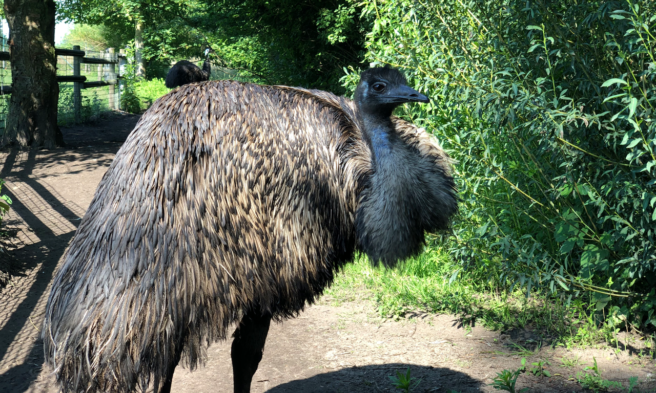 Tierpark Nadermann - Strauß