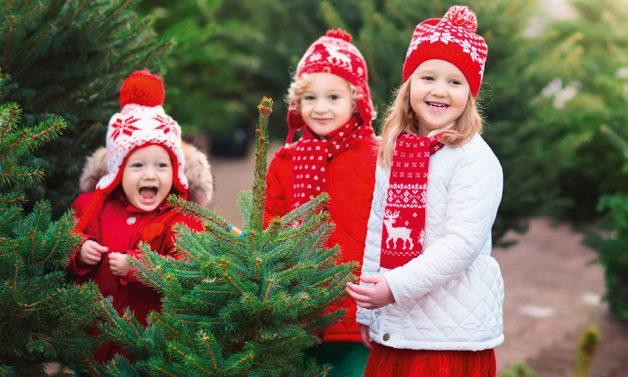 Gartencenter Hesse - Tannenbaum aussuchen